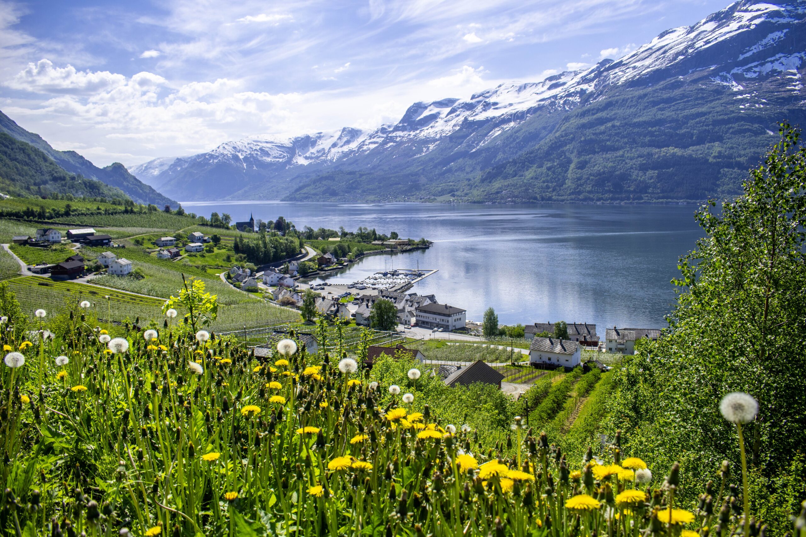 Dandelions,Along,The,Hardangerfjord,In,Norway