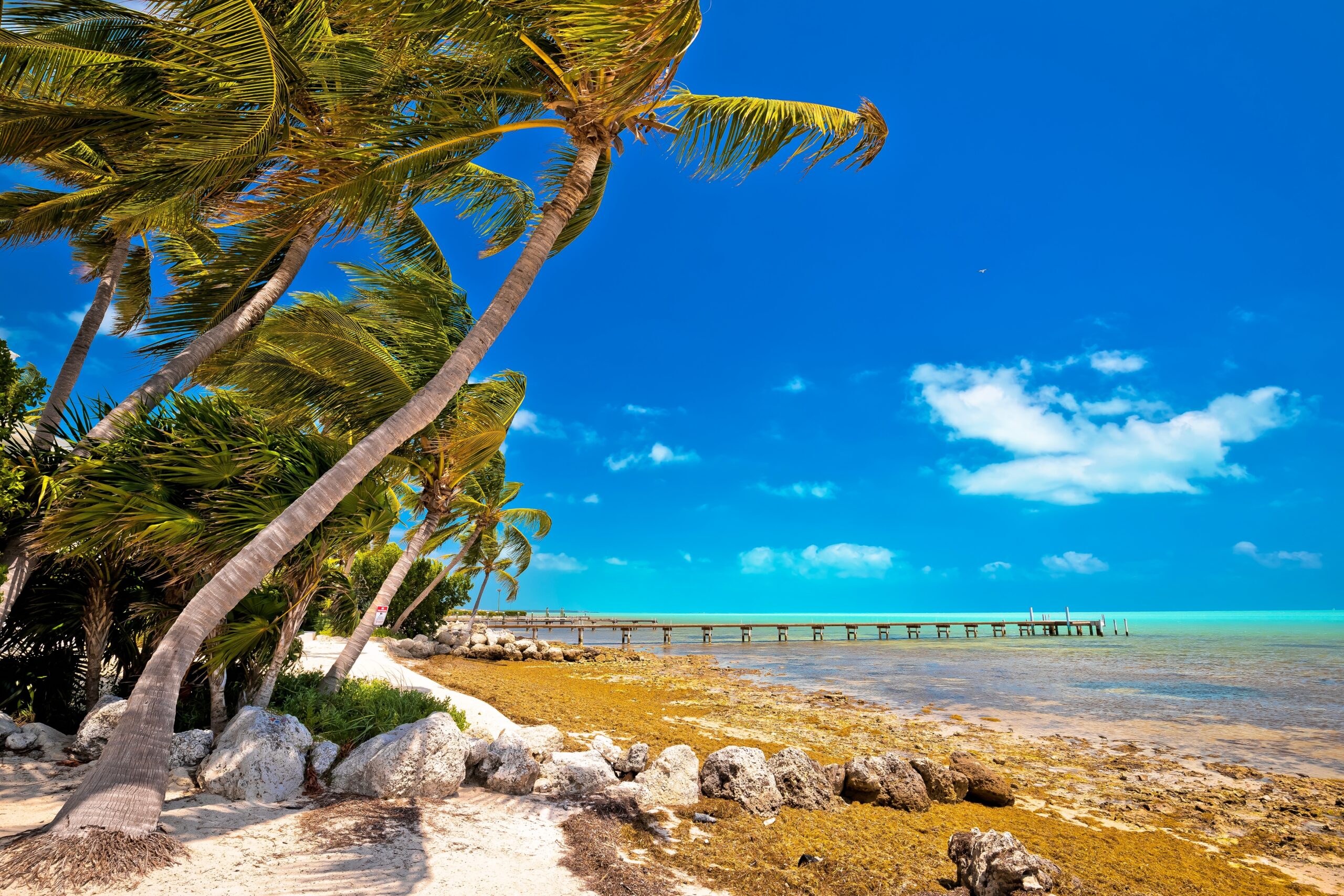 Idyllic,Palm,Beach,In,Islamorada,On,Florida,Keys,,Florida,Stare