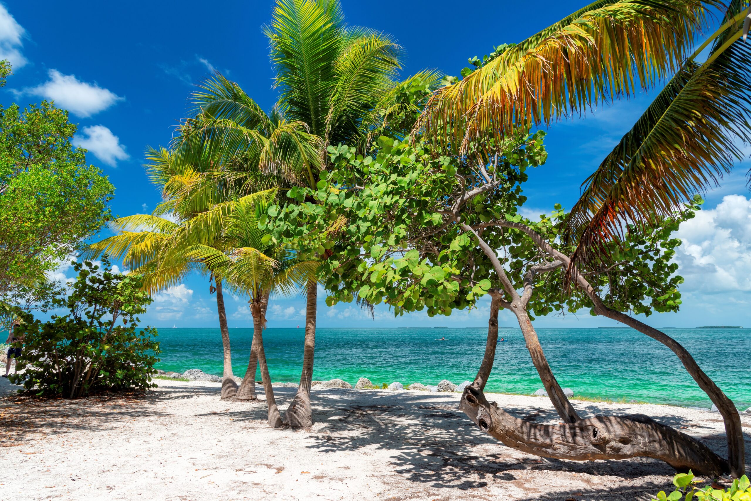 Palm,Trees,And,Turquoise,Sea,In,A,Tropical,Beach,In