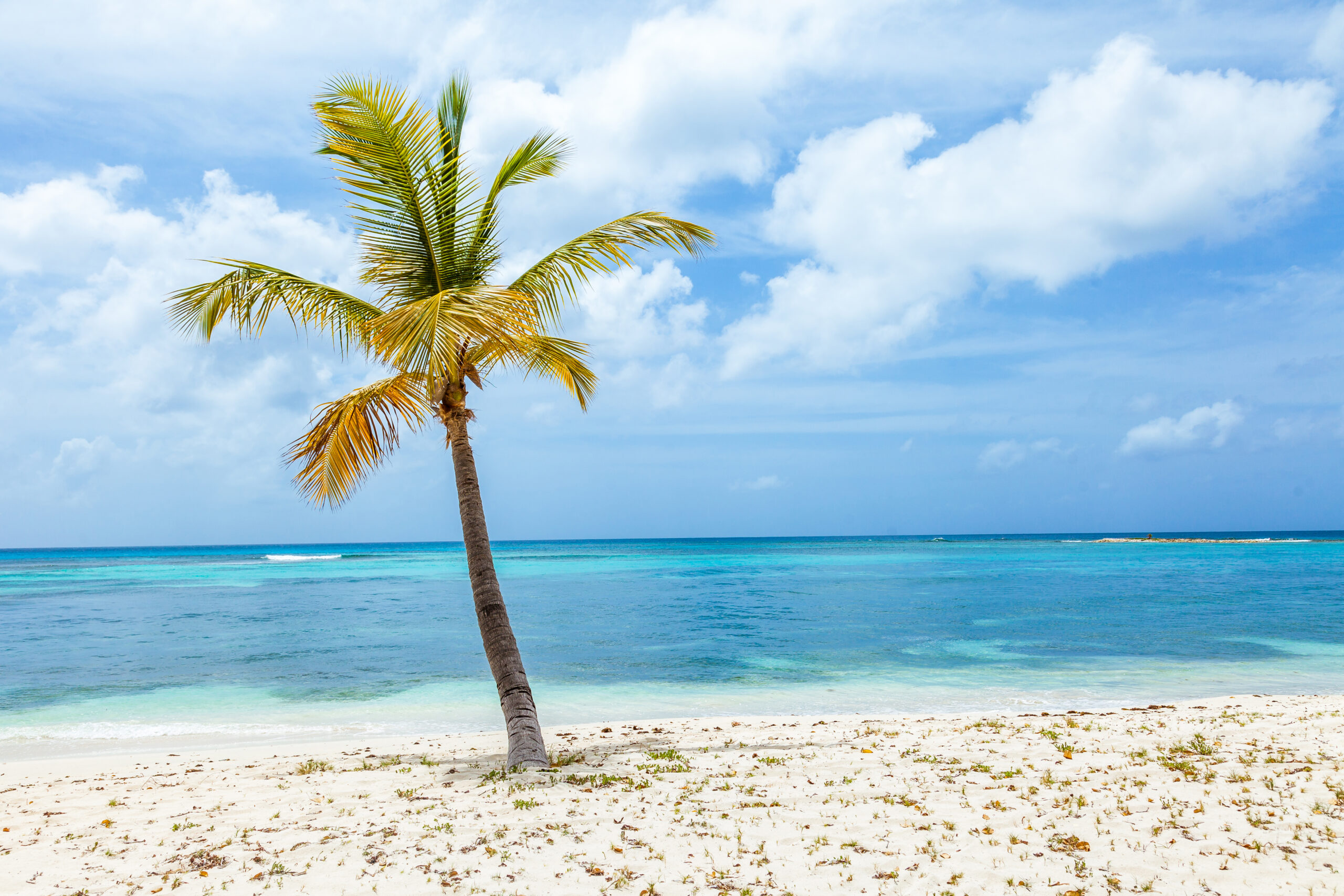 Single,Palm,Tree,On,Tropical,Beach,On,Mustique,Island.