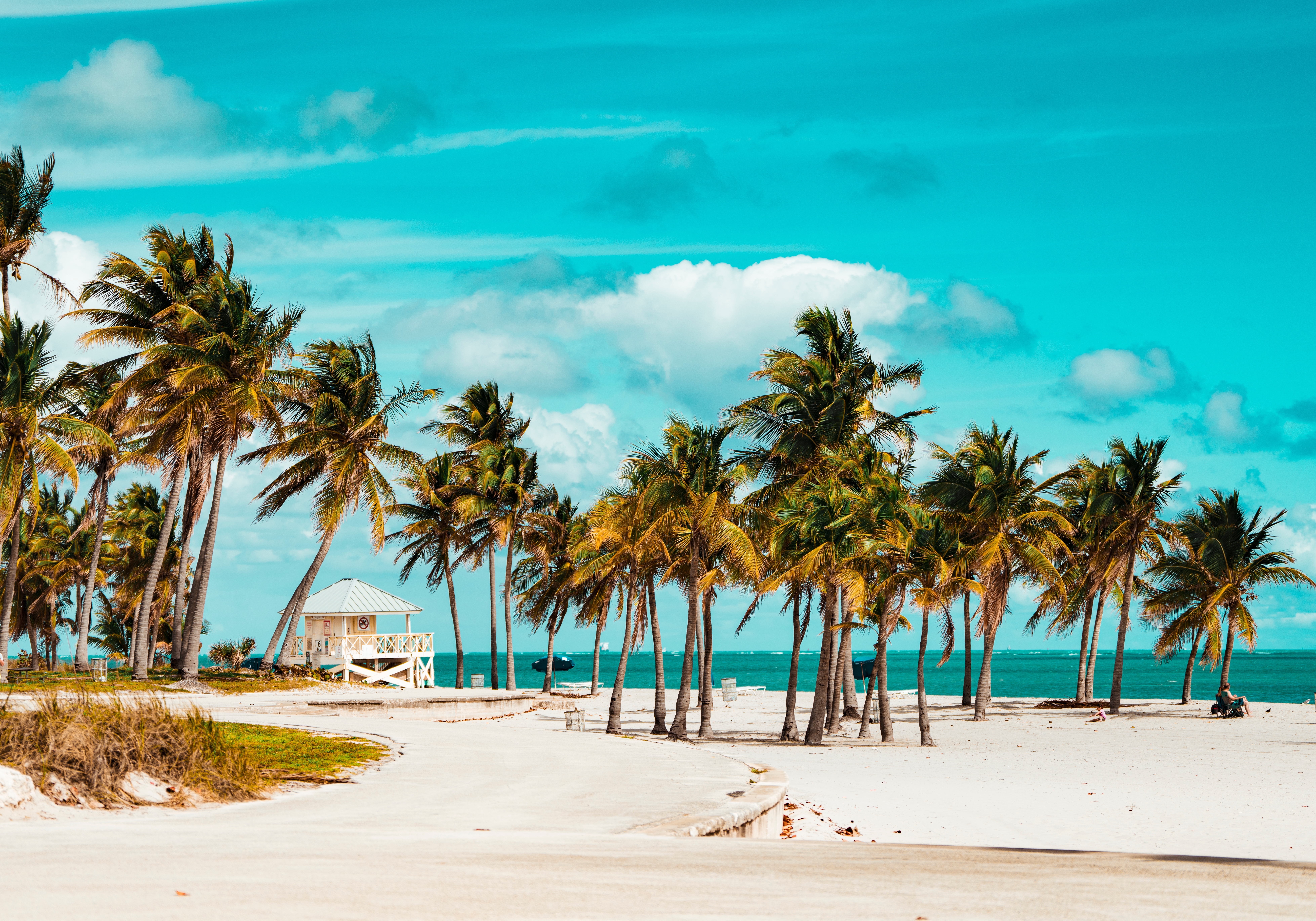 Palm,Trees,On,The,Beach,Key,Biscayne,Florida